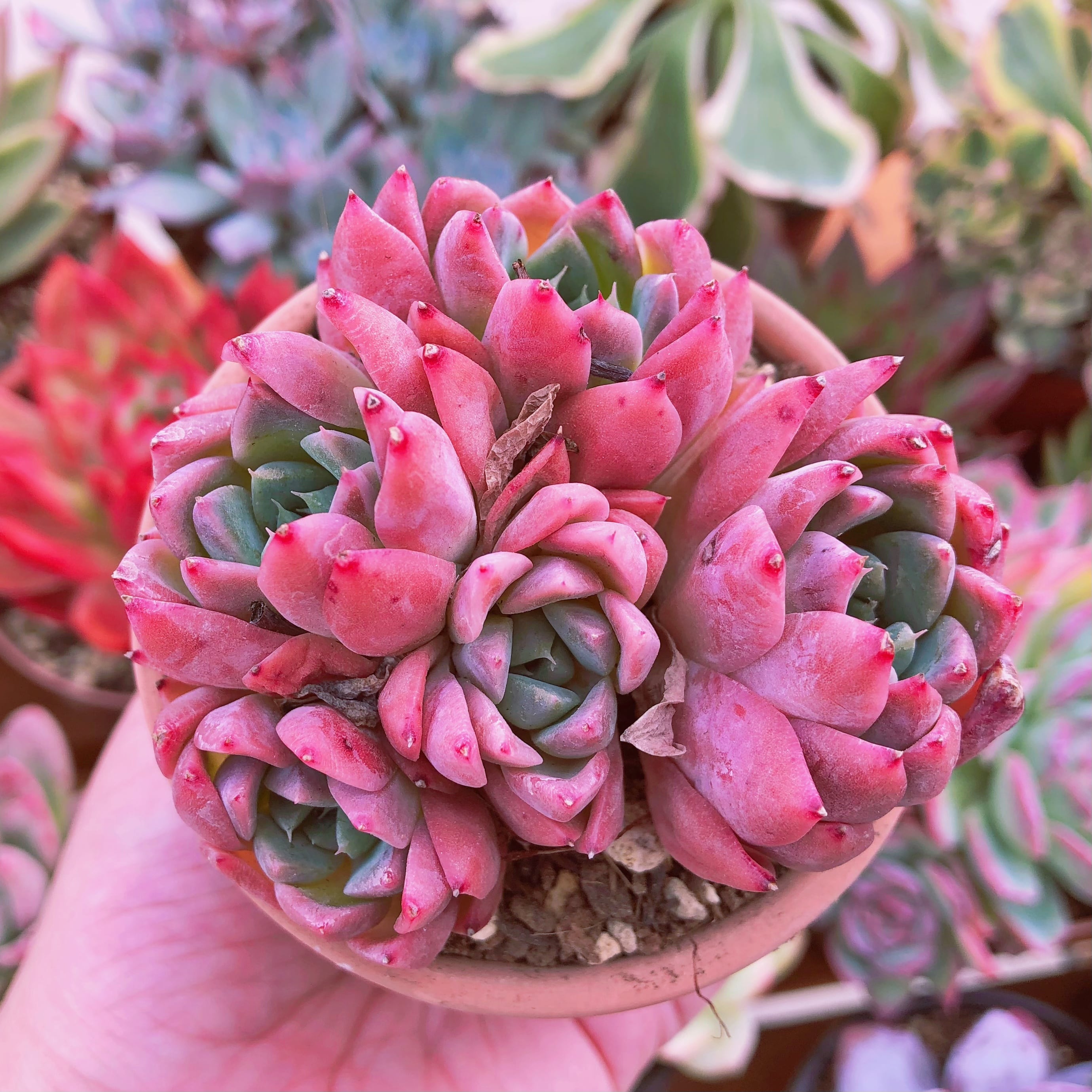 多肉植物　西施　大群生　4～6頭　