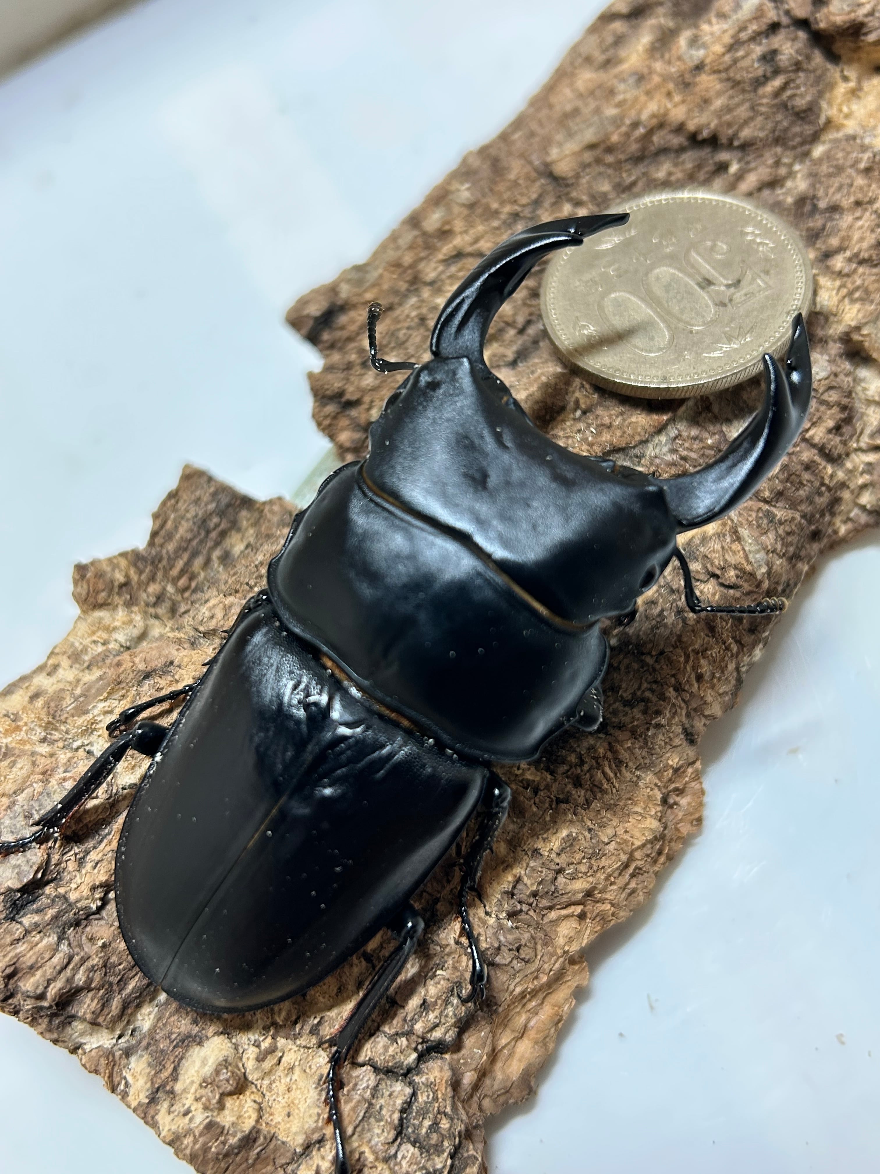 ◆能勢YG血統◆　オオクワガタ　♂80.0mm + ♀52.0ｍｍ+おまけ♀　新成虫　同腹３頭 能勢YG血統オオクワガタ新成虫ペア♂80.0mm♀52.0mm(綺麗な個体