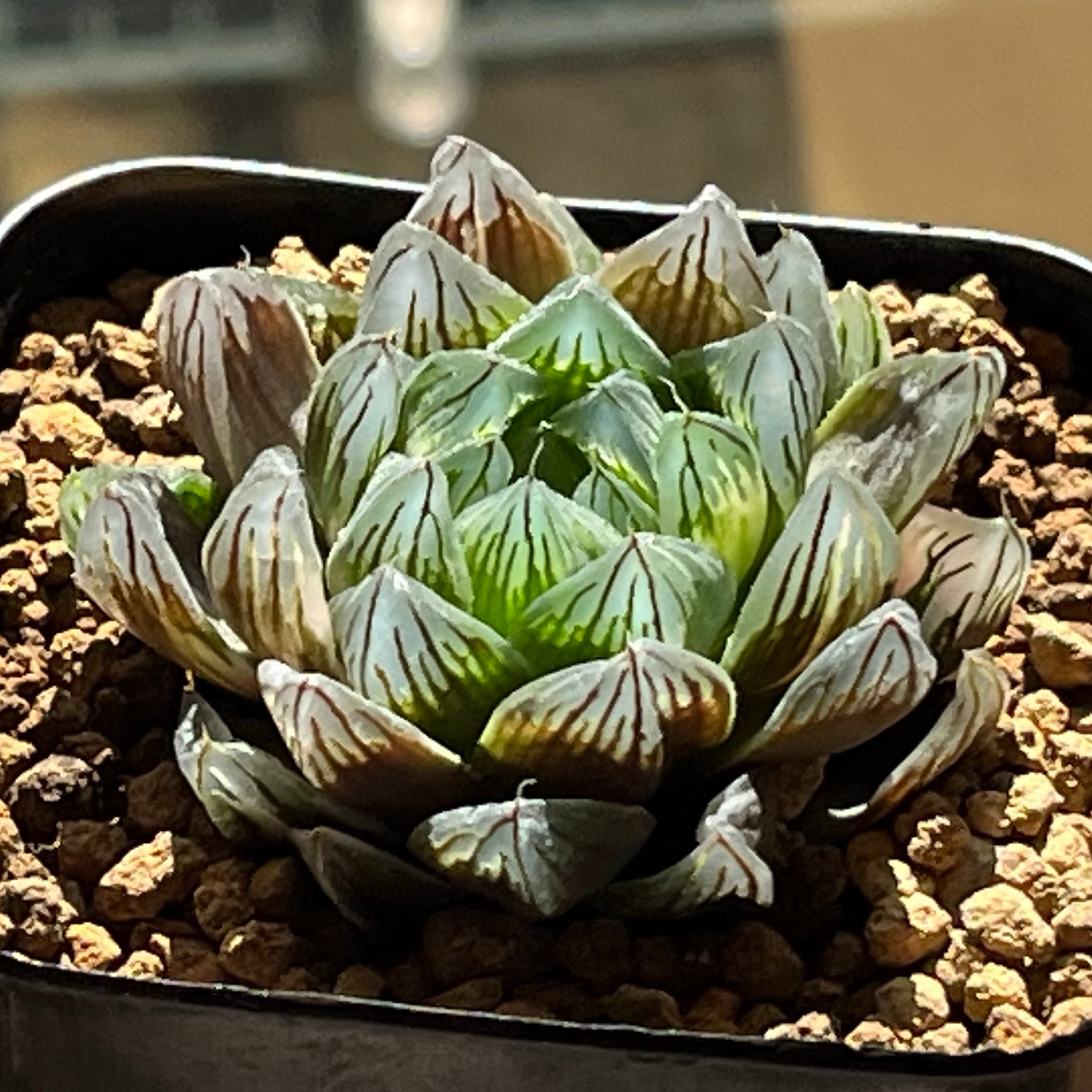 ハオルチア 紫王 オブツーサ錦 | mocono_plants