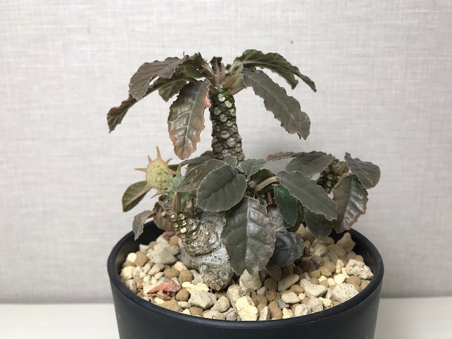 ドルステニア ラブラニー Ｘ  ホルウッディ