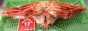 香住ガニ（紅ズワイ　姿ゆで）超特大