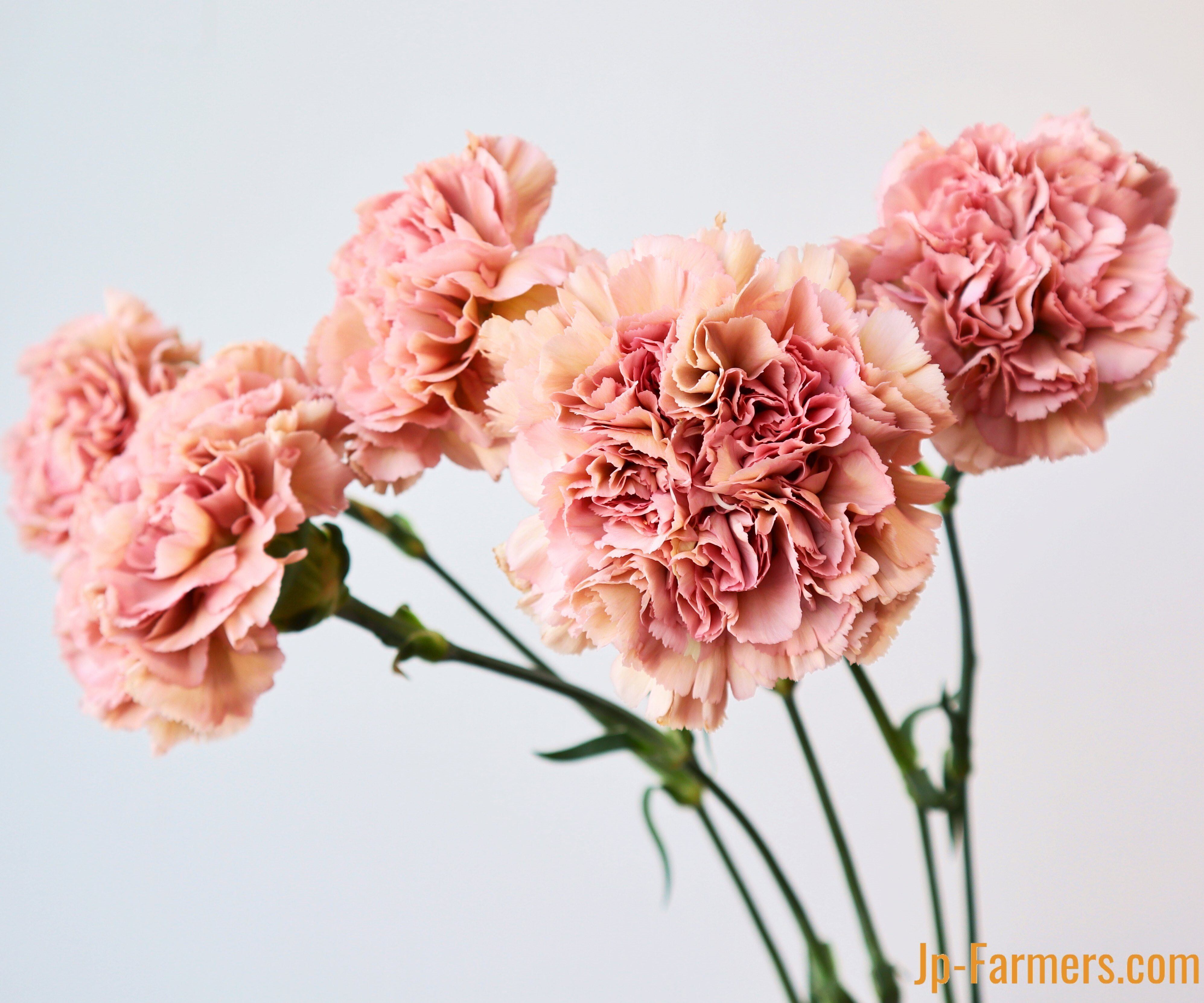 母の月特集 北崎のカーネーション レージェ Jp Farmers Com 母の月特集 北崎のカーネーション レージェ Jp Farmers Com