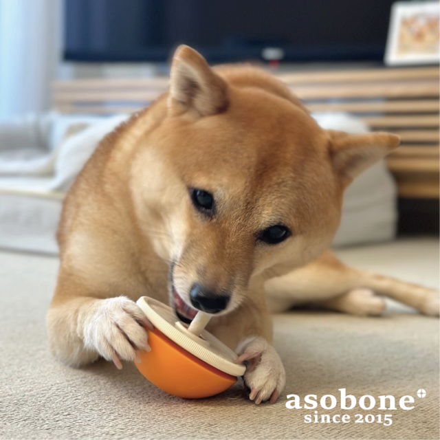 【アキレスの丸のみ防止に！】アソボーン　あんず