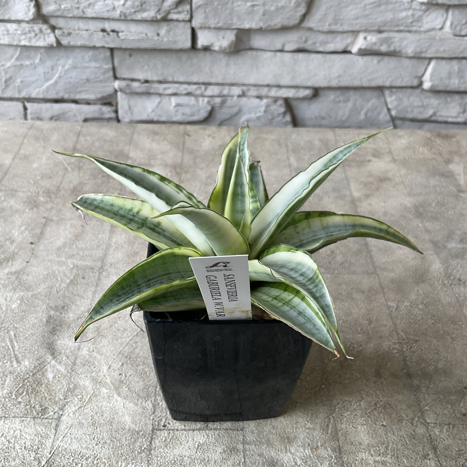 観葉植物】レア サンスベリア 選べる12種 | 橋本種苗園
