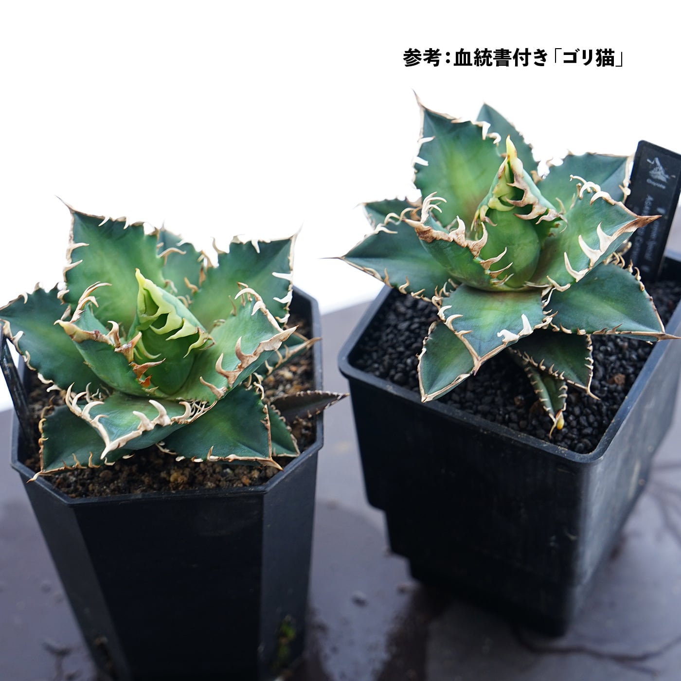 抜き苗 レッドキャットウィーズル 豪快赤葉 Agave titanota 