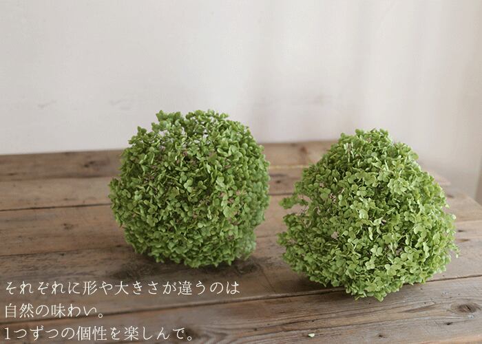 フランスアンティーク特大パニエドライフラワーアナベルバスケットカゴ