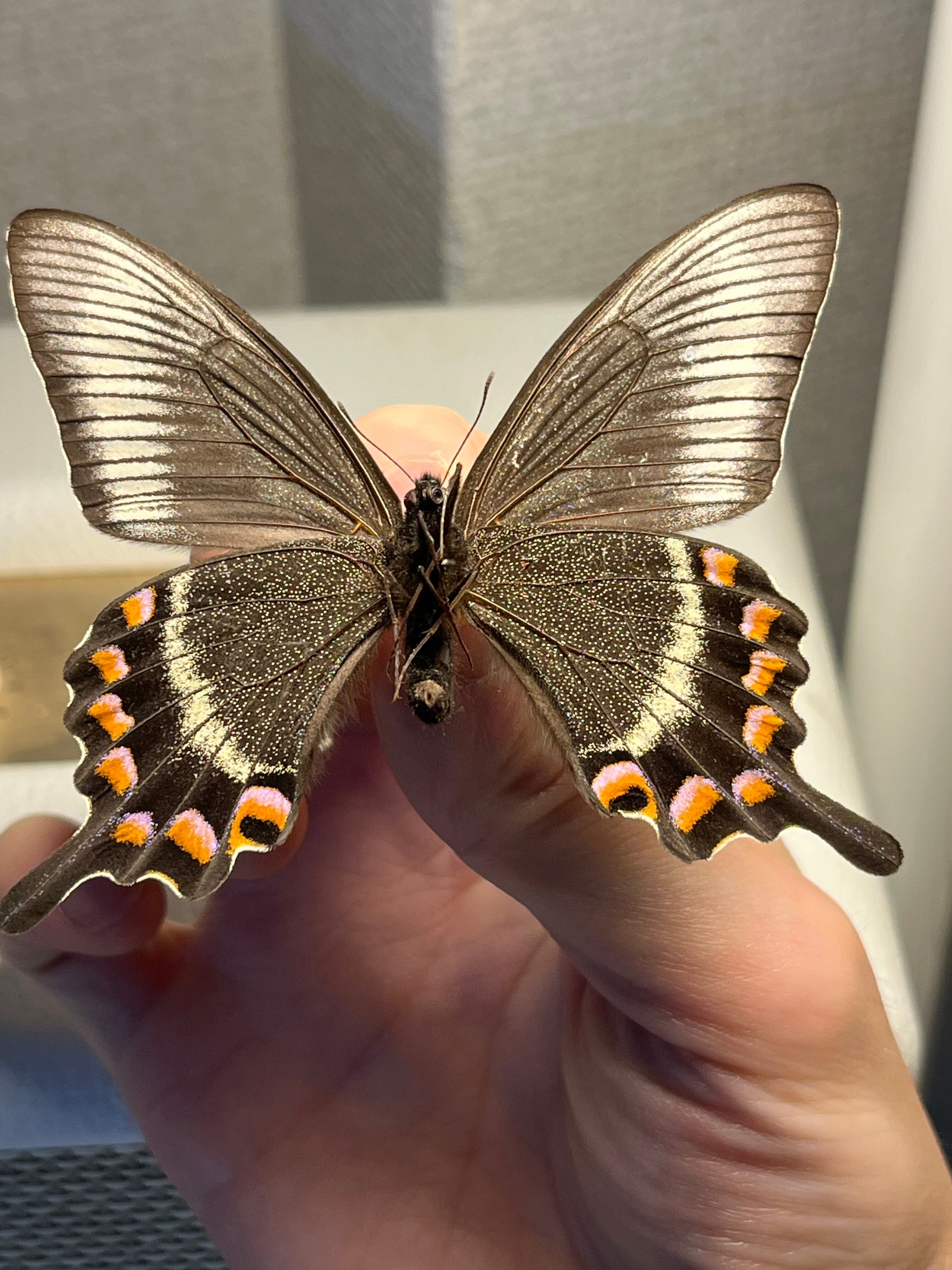 ミヤマカラスアゲハ 国産蝶標本 蝶標本 Papilio 標本 蝶 未展翅 採集品