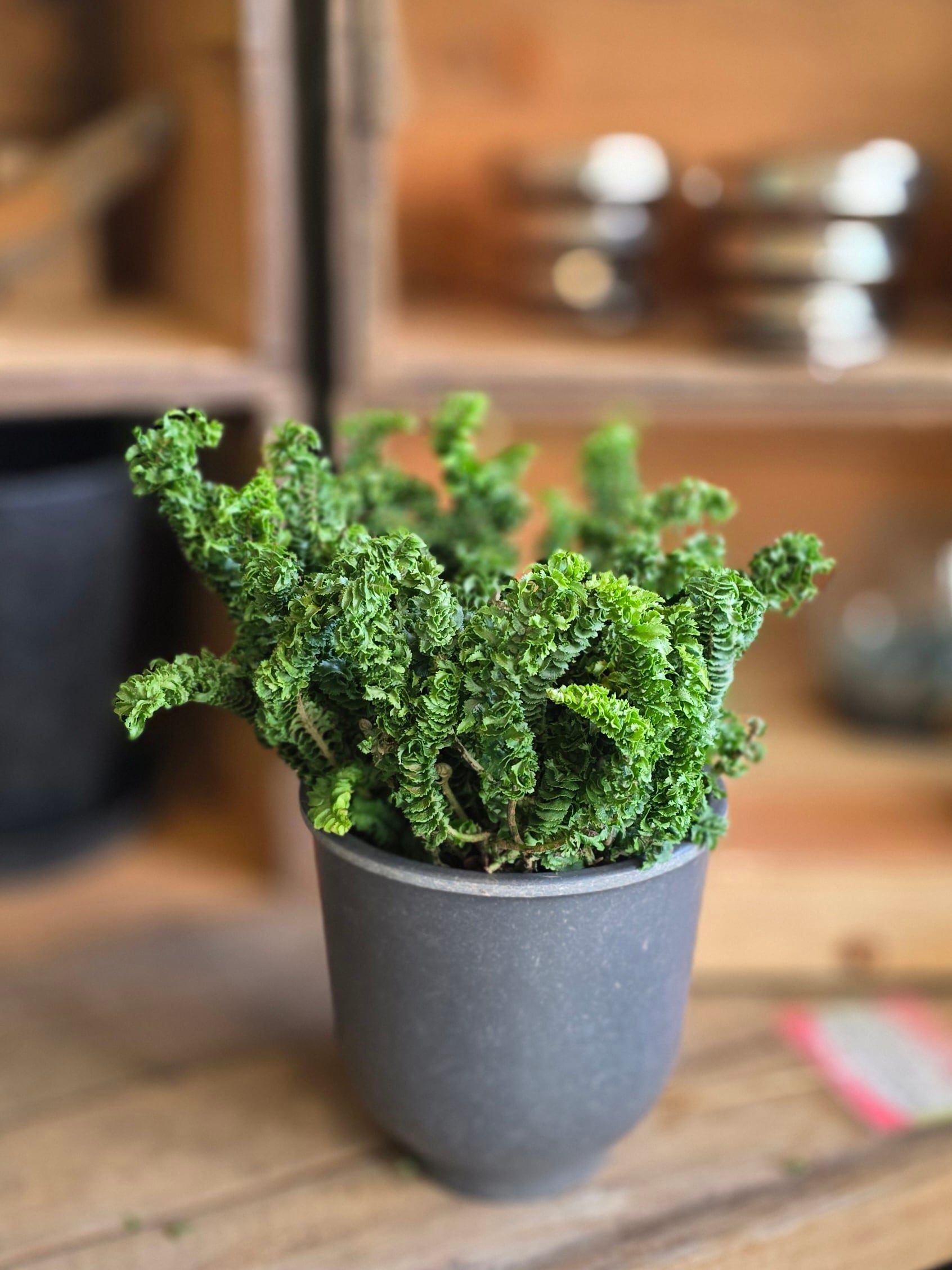 ネフロレピス"エミーナ" (5号)