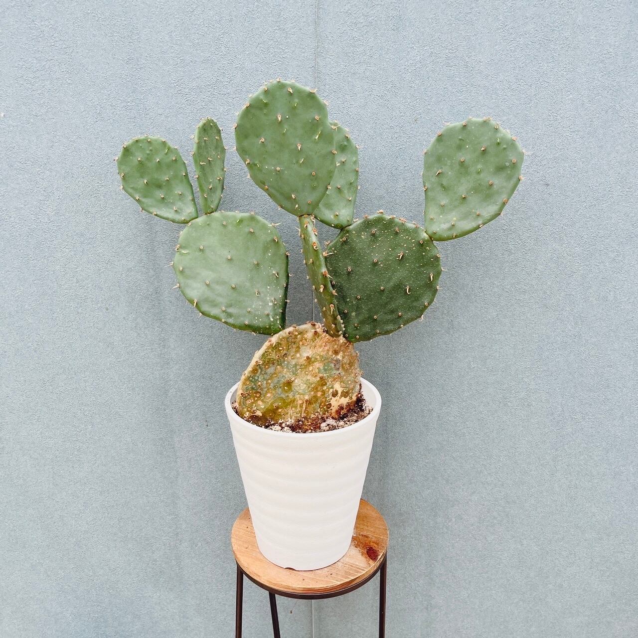 現品］95番 ウチワサボテン 6号 観葉植物 室内 おしゃれ かわいい 多肉