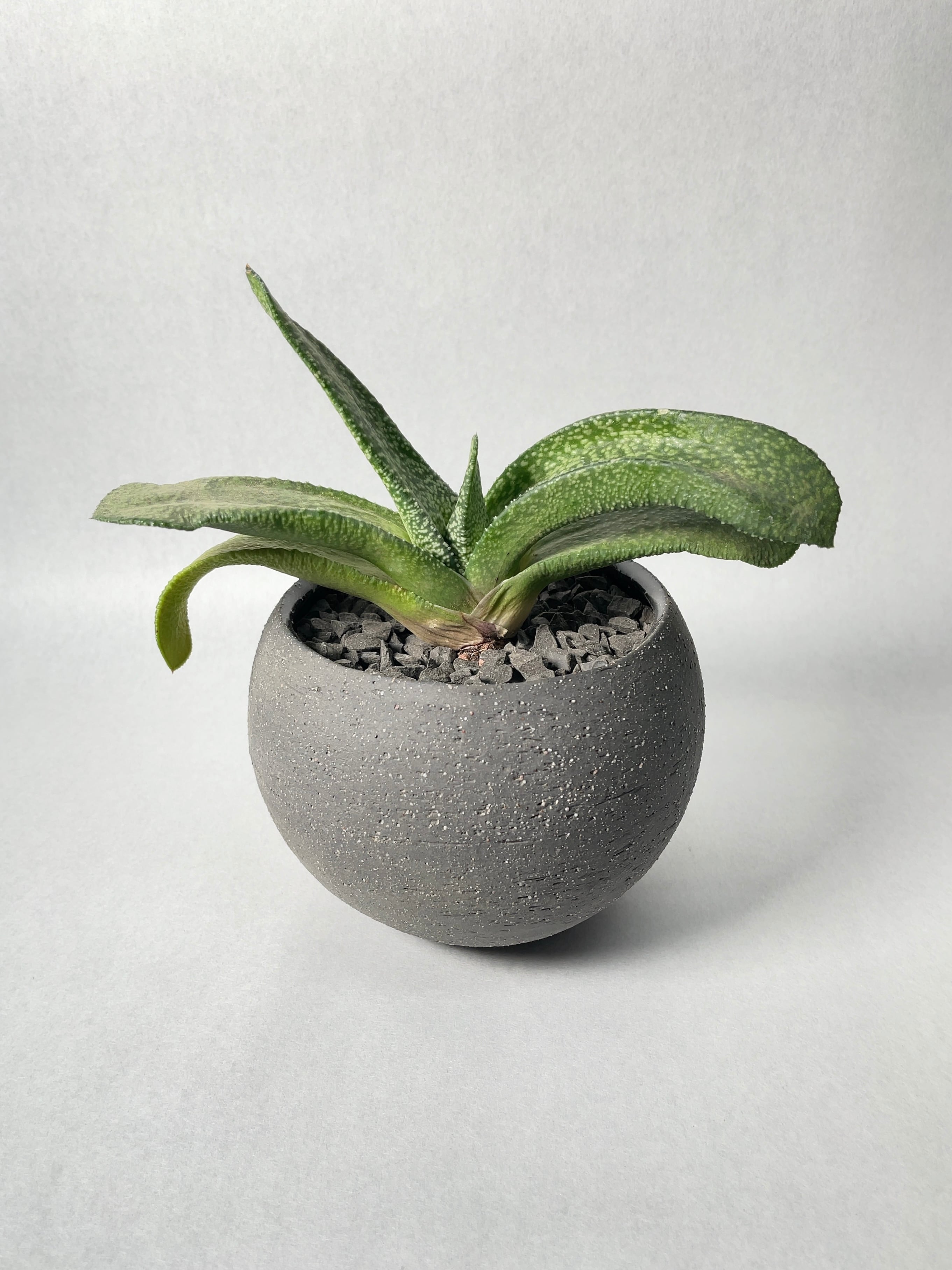 ガステリア・艶肌臥牛竜(ピランシー交配系と思います) ガステリア・艶肌臥牛竜(ピランシー交配系と思います