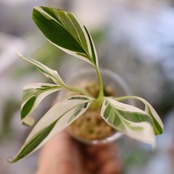 Banana Musa Ae Ae④ / ムサ アエアエ (斑入バナナ)│観葉植物