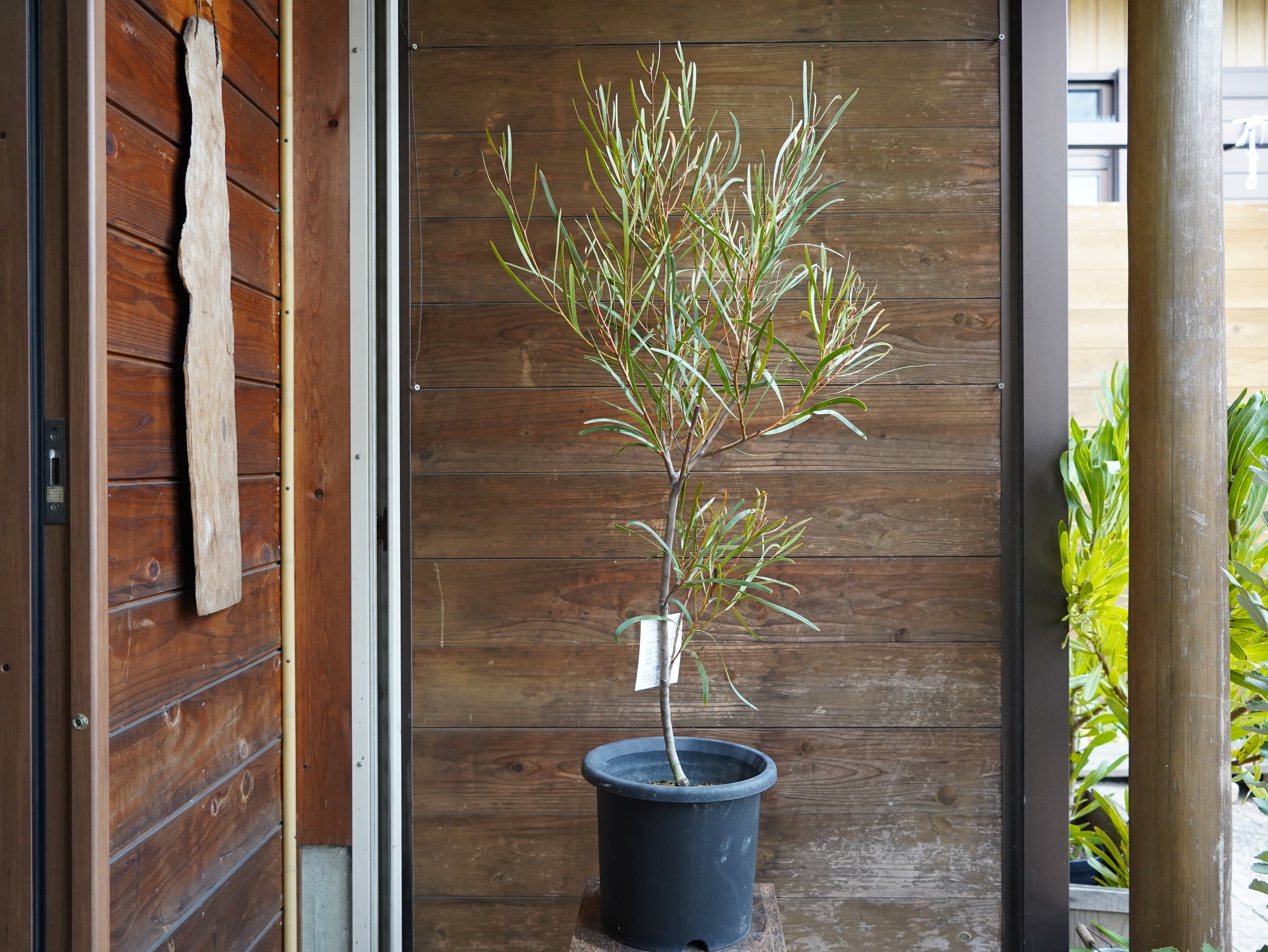 【現物】ハケア　”マルチリネアータ”