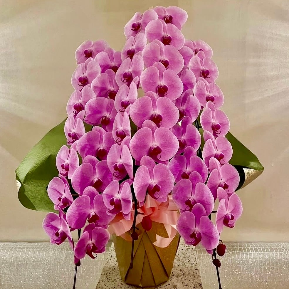 受注発注商品】胡蝶蘭 ピンク 3本立 | Lulu Flower 受注発注商品】胡蝶蘭 ピンク 3本立 | Lulu Flower