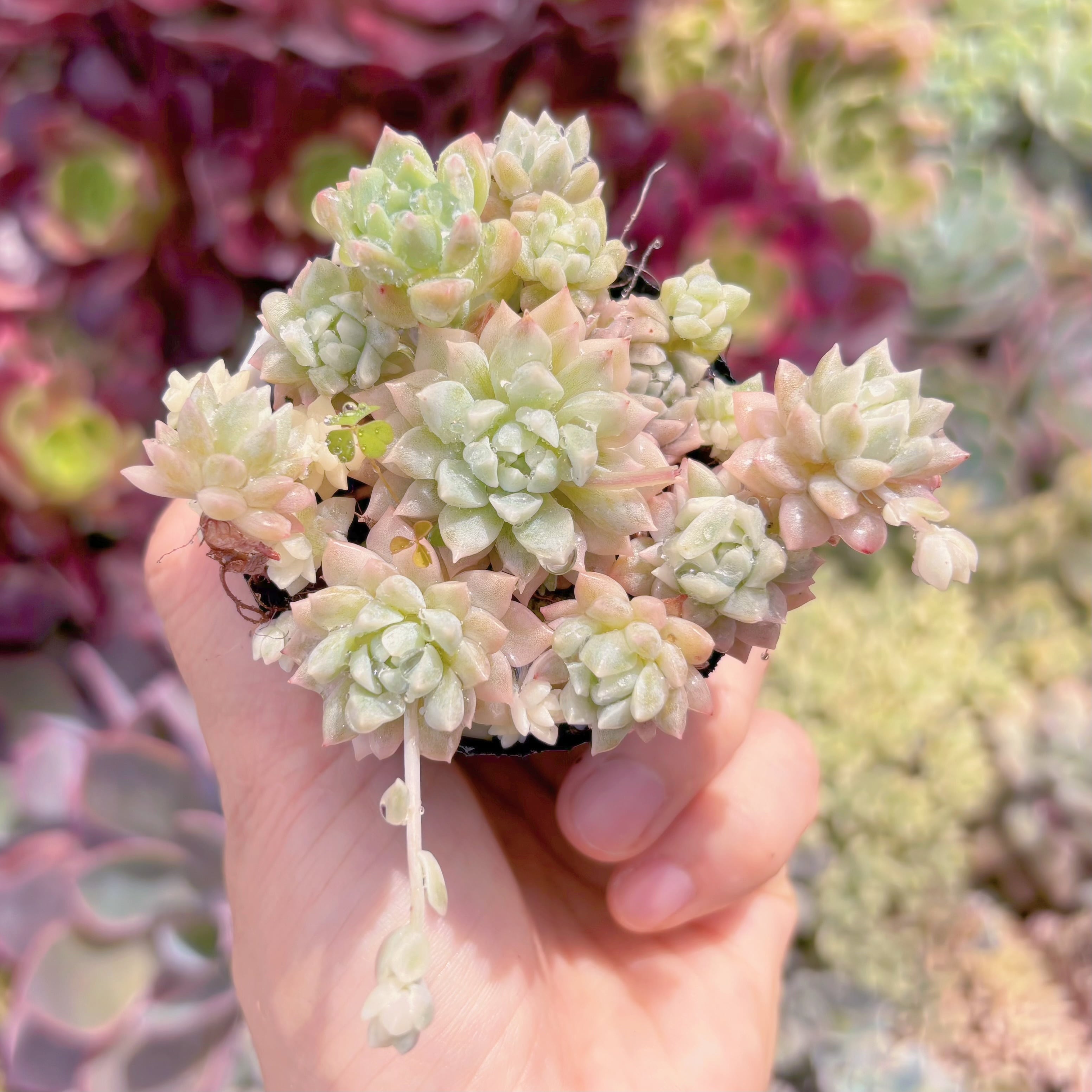 現品　プロリフィカ錦#293　るる農園