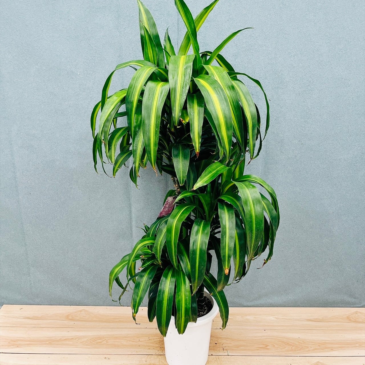 現品］A17 シュロチク 8号 観葉植物 屋外 室内 大型 おしゃれ ヤシ