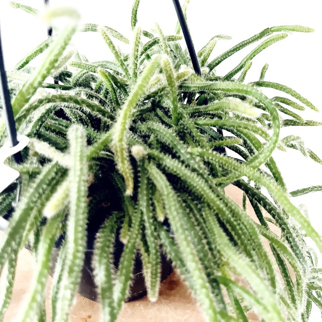 《人気》森林サボテン リプサリスホリダ ハンギングプランツ 観葉植物 吊り下げ