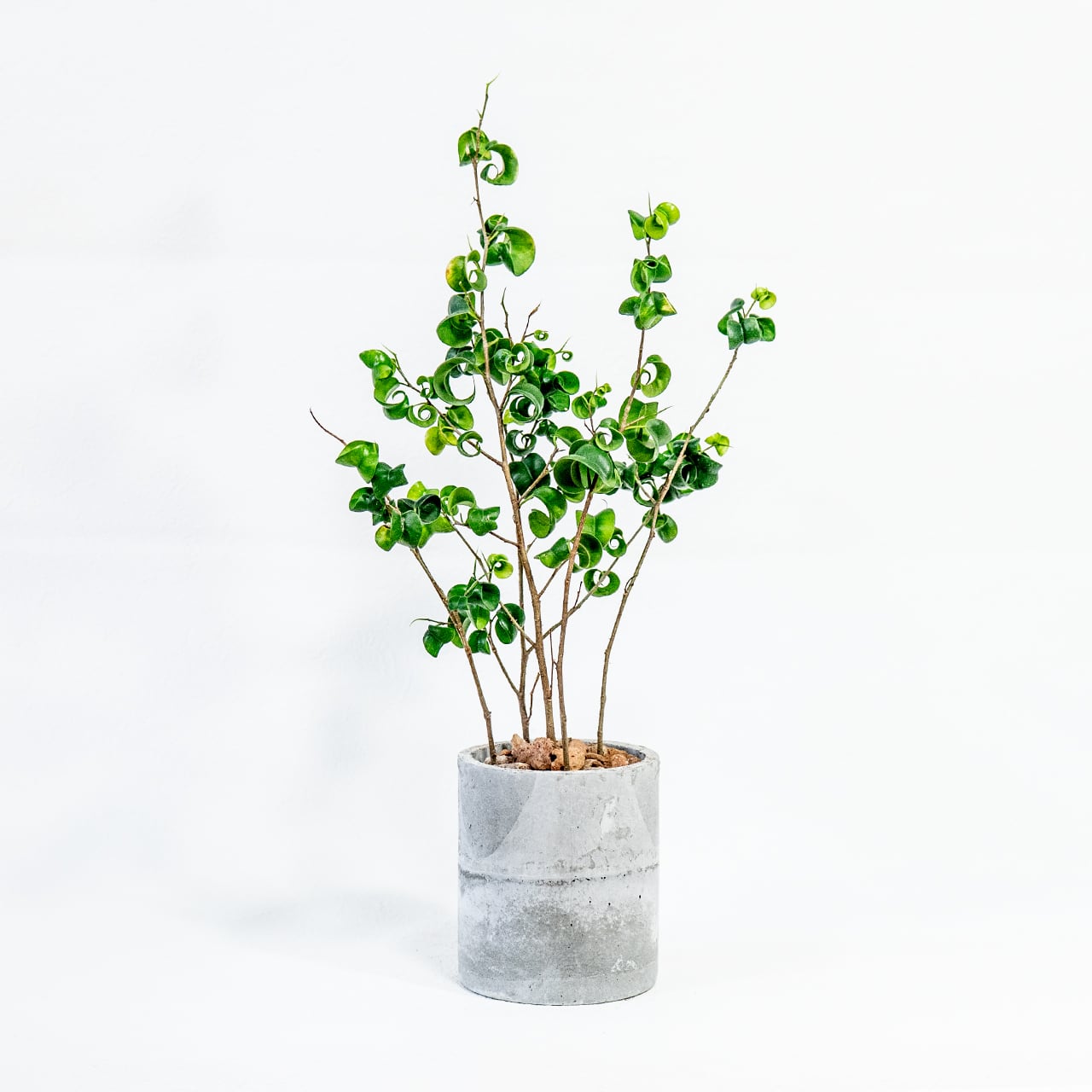 ≪ 観葉植物 ≫くるくる葉が個性的｜モルタル鉢のベンジャミン・バロックの鉢植え｜ざらっとした風合いの自作モルタル鉢