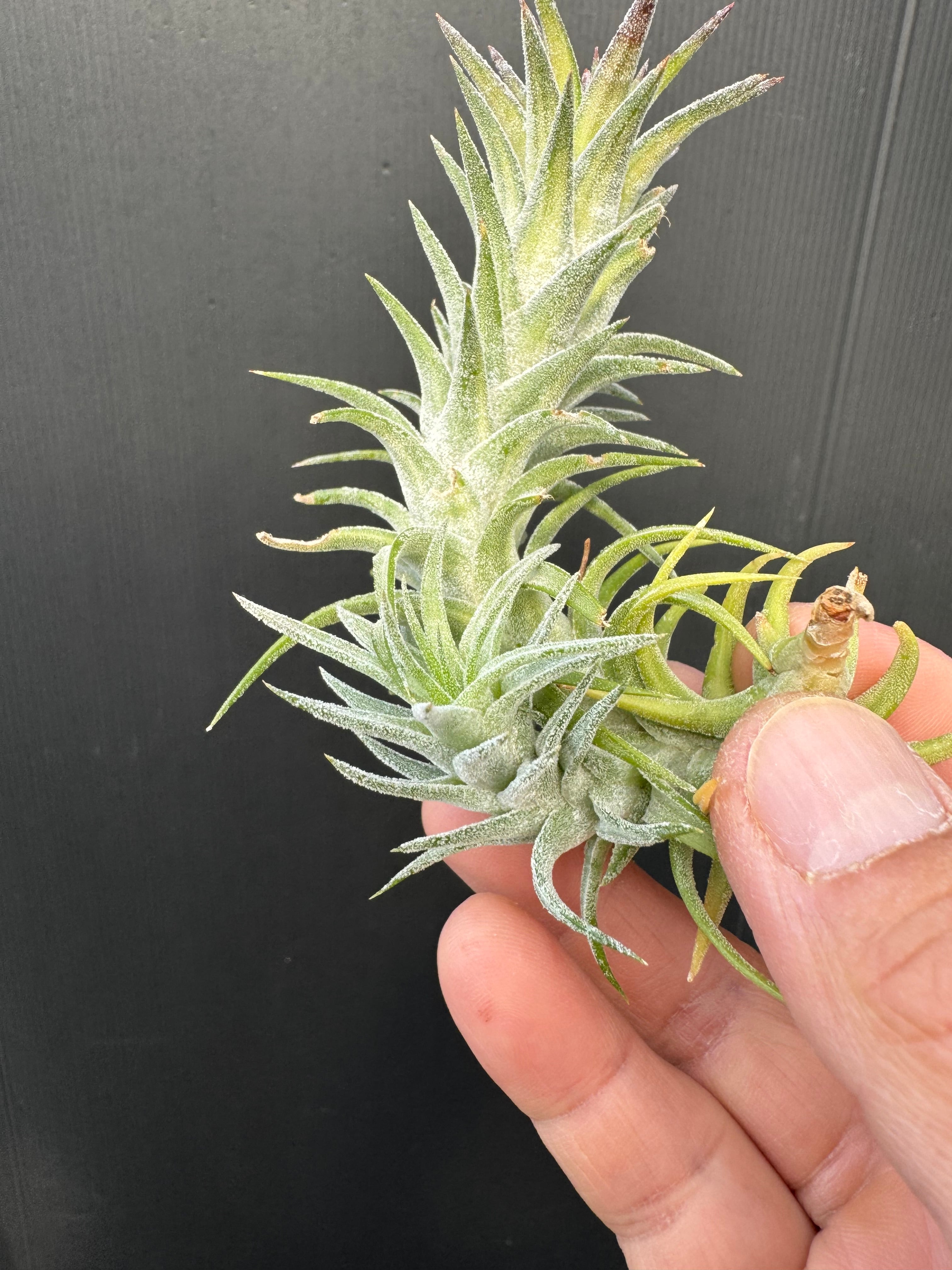 イオナンタ バンハイニンギー バリエガータ ionantha v. vanhyningii