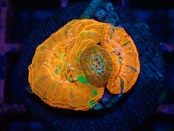 【現地買付】ScolymiaBabyGarden 3