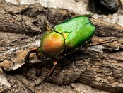 【WD】美麗種《ロドリゲスヒメカブトハナムグリ 32mm ペア》