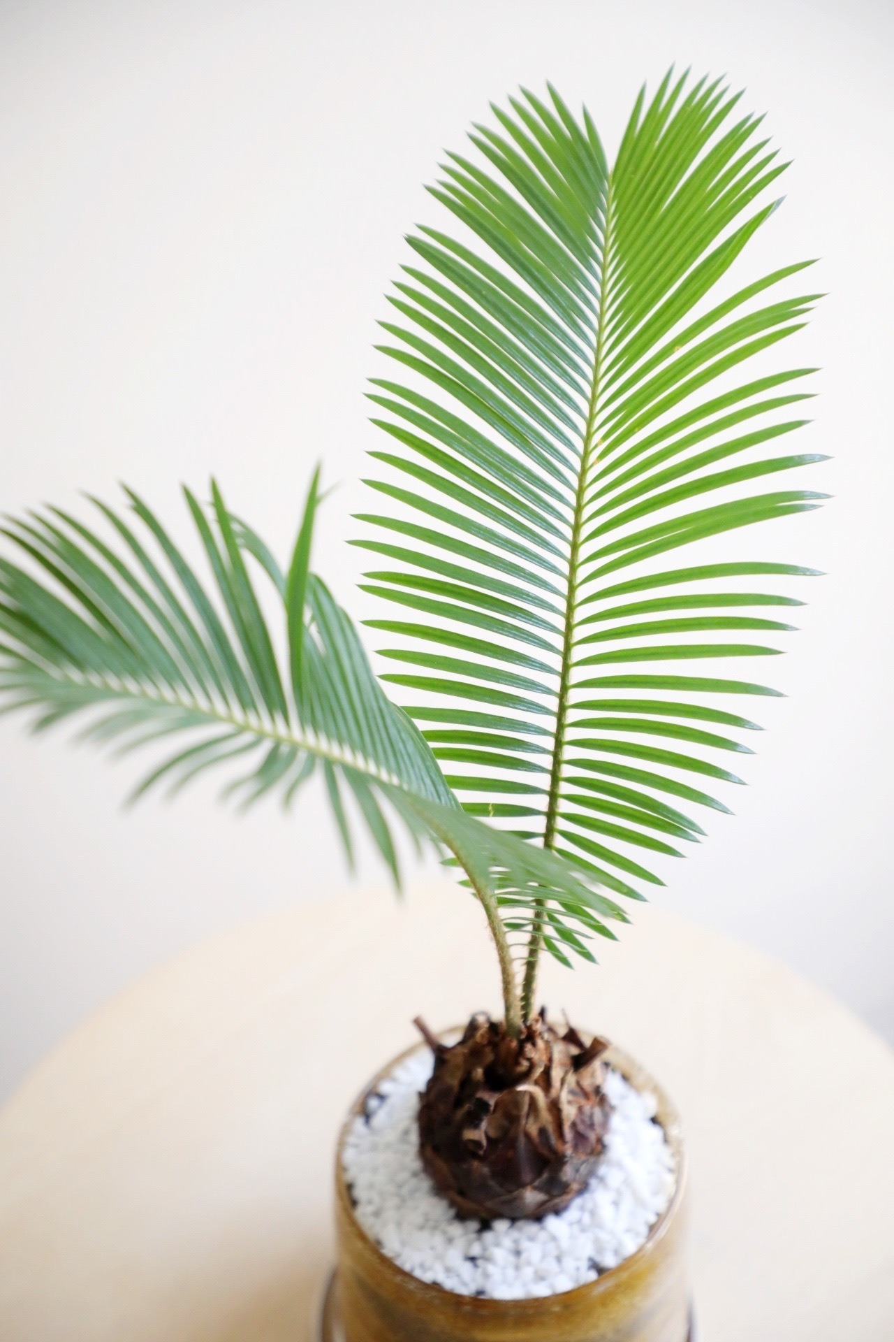 【M】ソテツ/Japanese sago palm