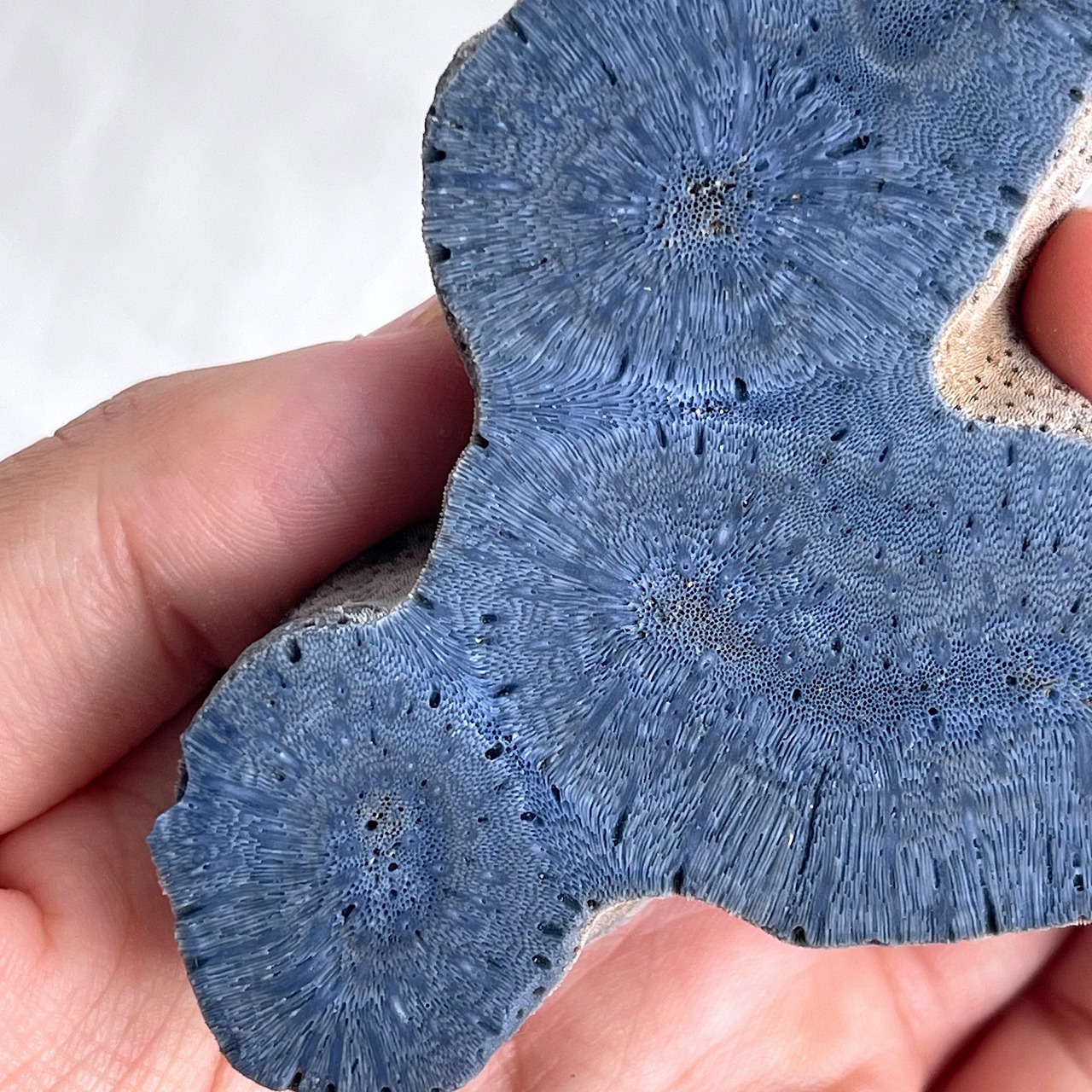 ブルーコーラル＊スラブ＊250807-02＊天然石＊置き物＊インテリアストーン