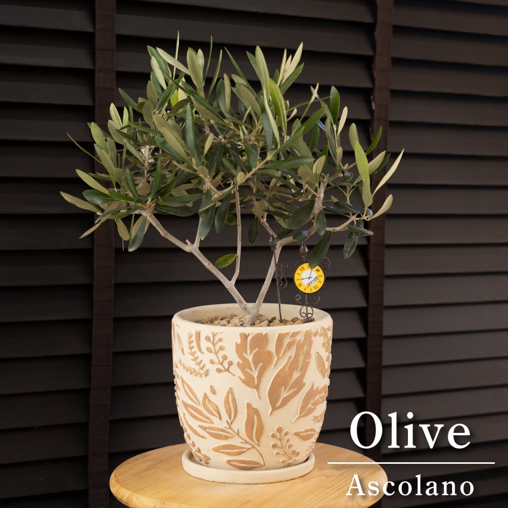 Olive オリーブの木 アスコランド アスラーノ 陶器鉢 5.5号 オリーブ