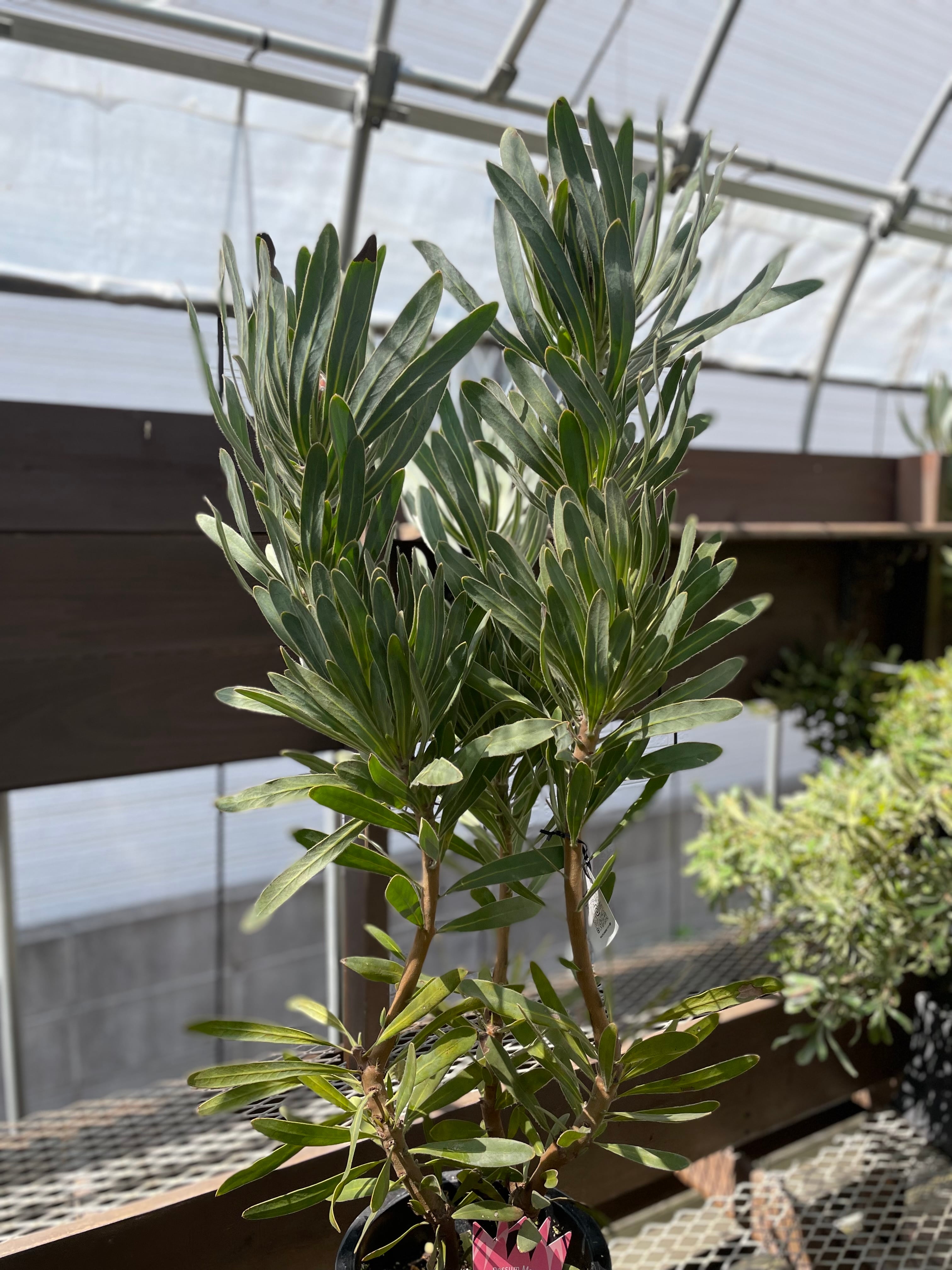 プロテア ポッサムマジック ② 【公式通販】