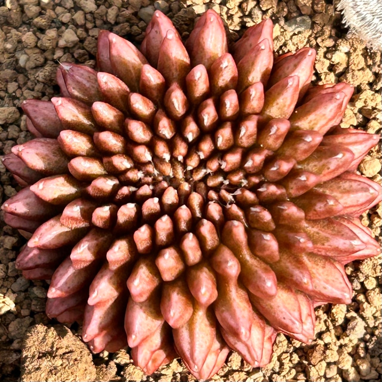T)ギムノカリキウム刺無牡丹玉石化 | RuPo 多肉植物専門店