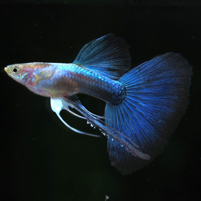 上物ラズリーネオンタキシードリボン(RREA系)　1カルテット