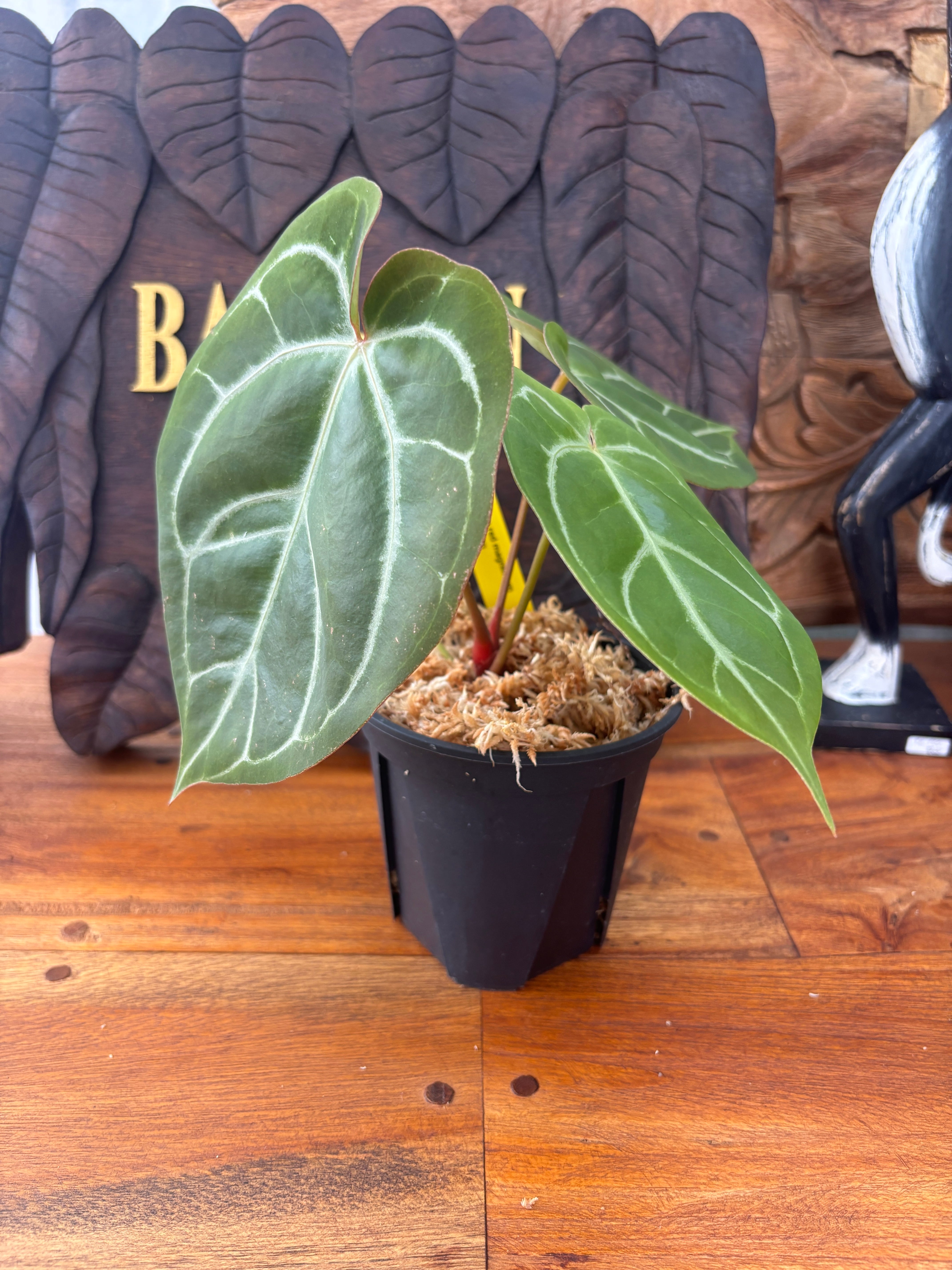 Anthurium X 'Red Gunsal' アンスリウムレッドグンサル Anthurium Red
