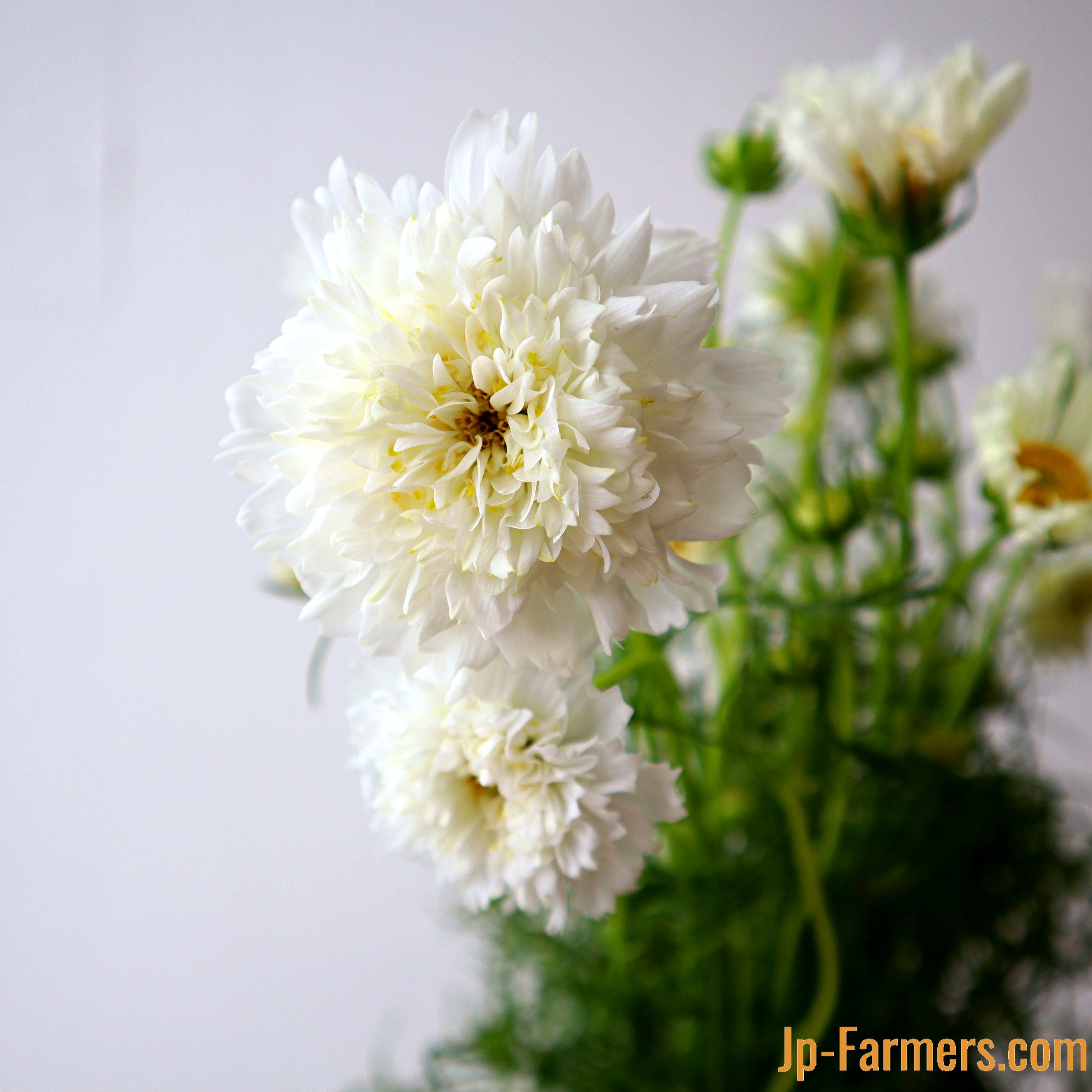 コスモス | 新鮮お花問屋 Jp-Farmers.com