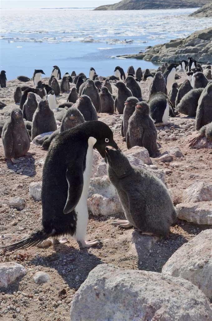 1) 強力な引き寄せ・統合！南極の砂「ガーネット・レッドサンド