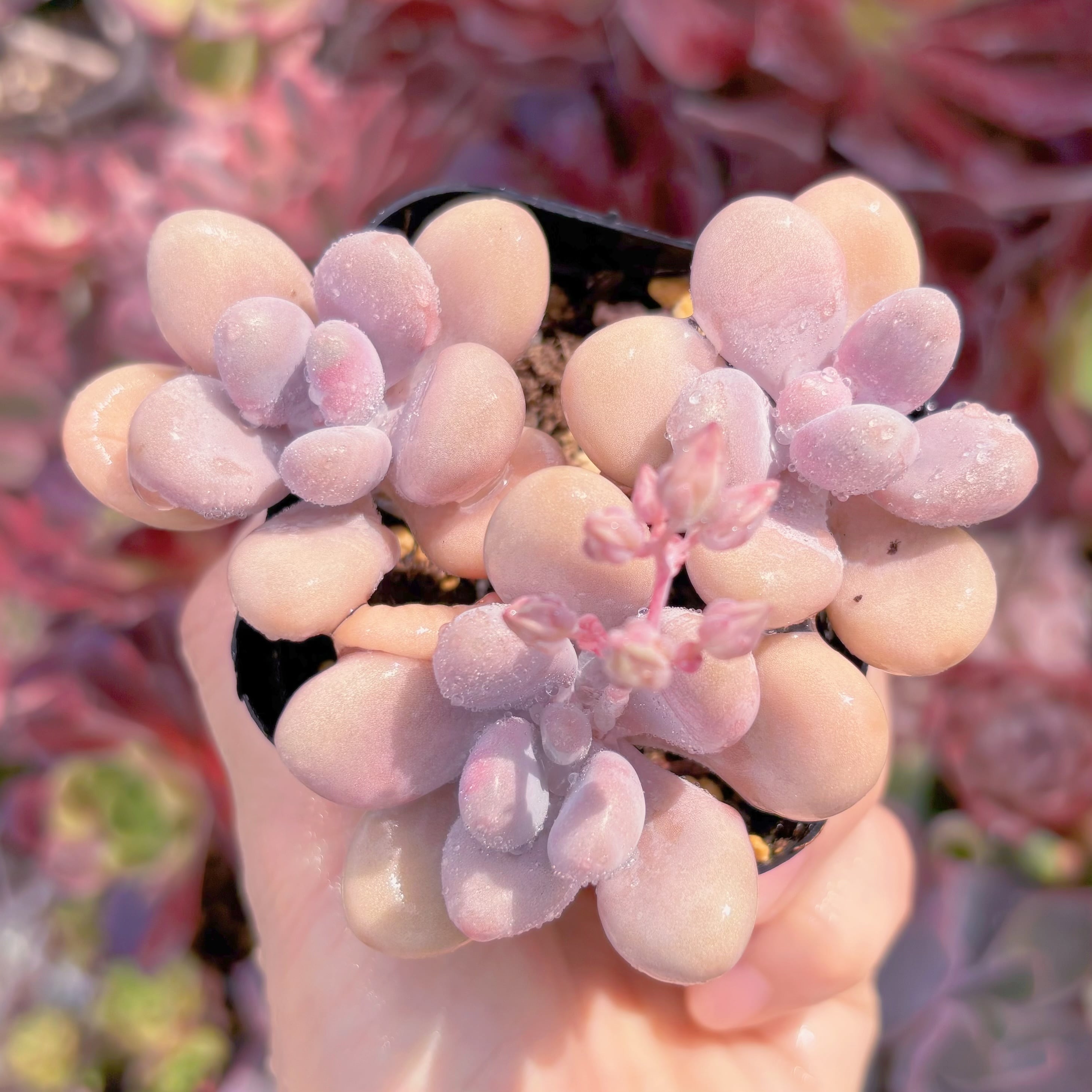 現品　桃卵#231　群生　るる農園