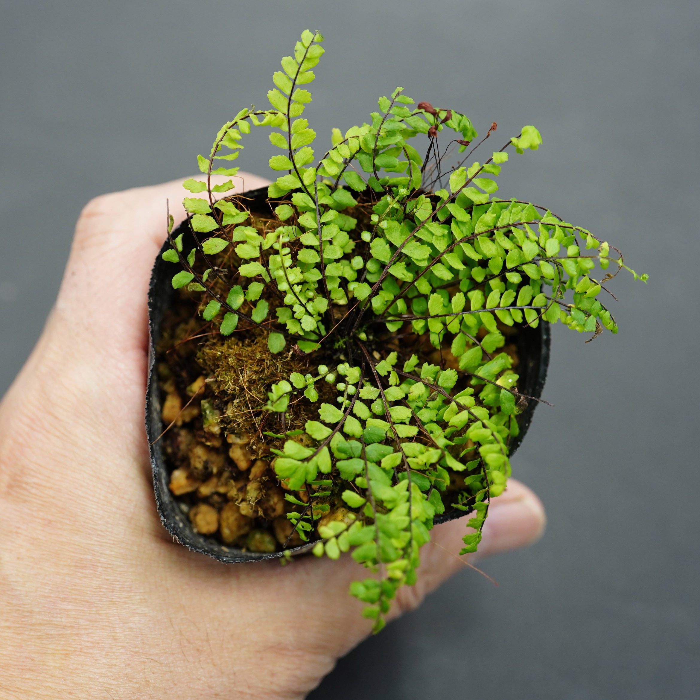 巻葉チャセンシダ Asplenium trichomanes L. 苔テラリウム作製用素材◆Lカップ