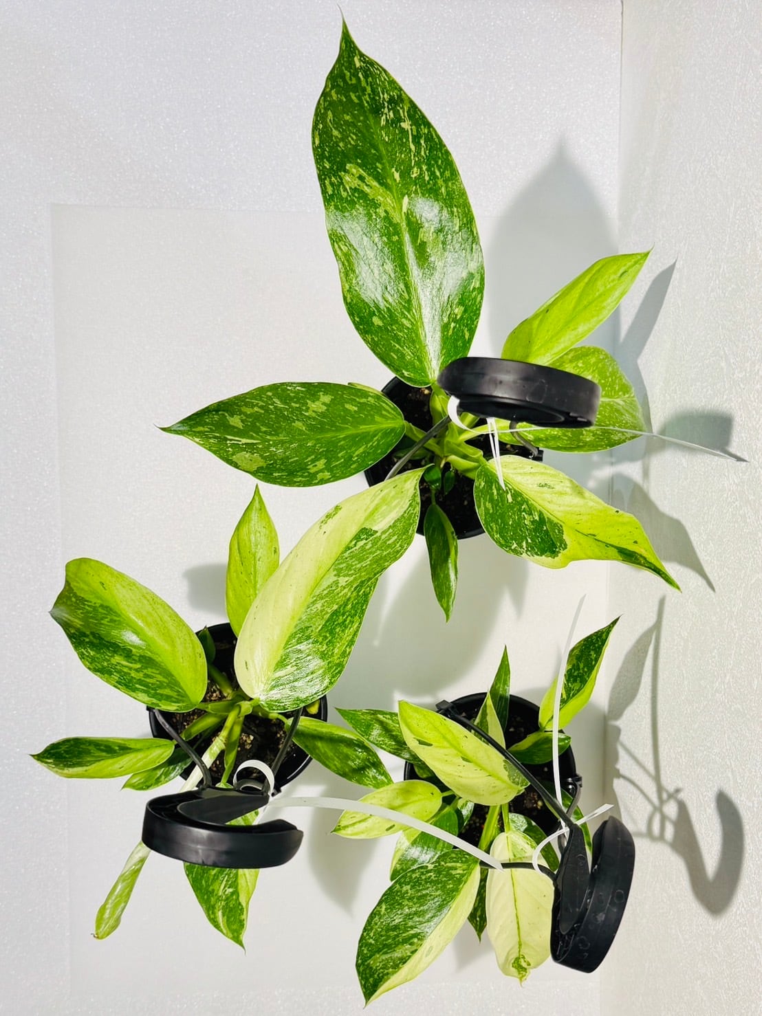 ジョセボーノ フィロデンドロン 斑入り 観葉植物 3.5号