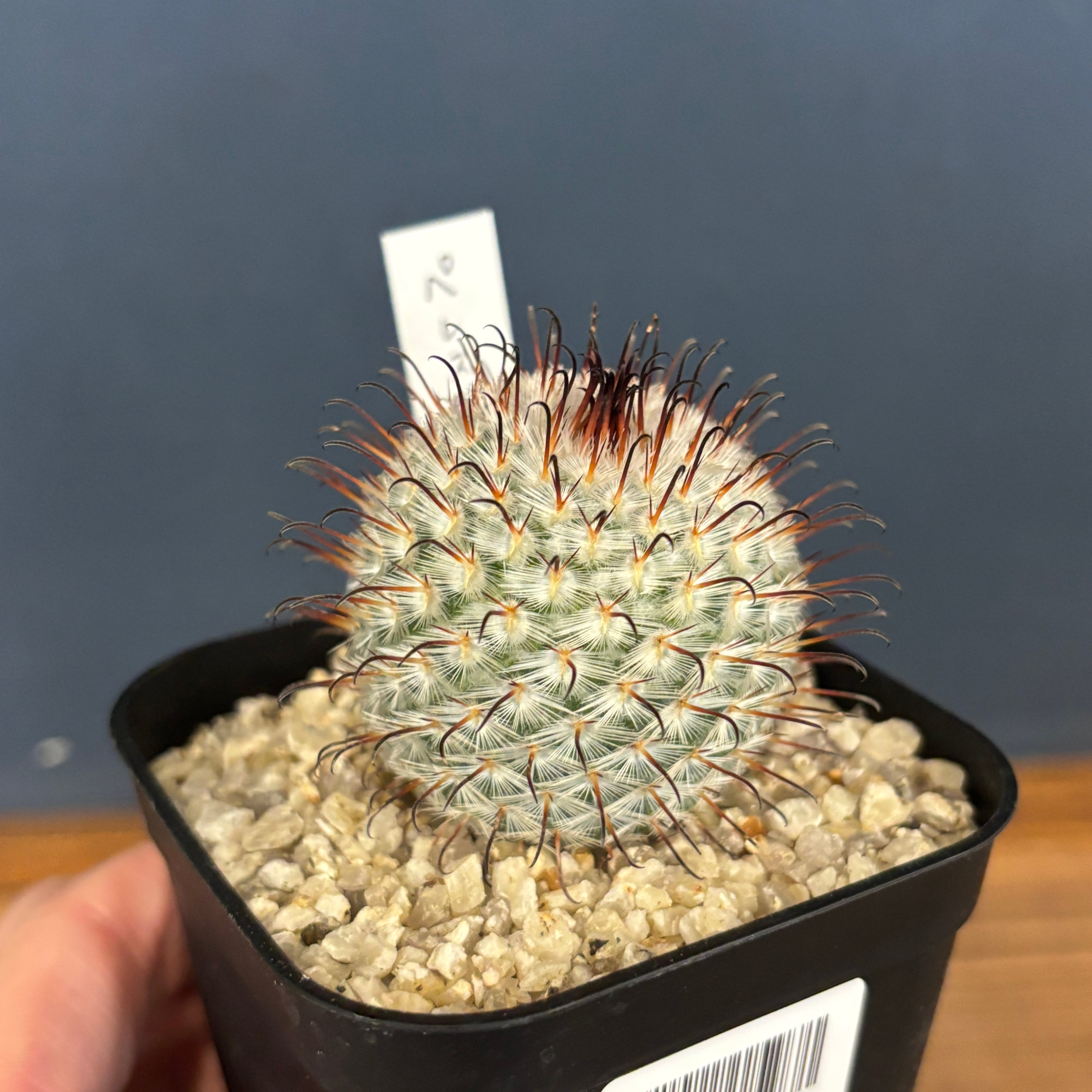 PROTOLEAF プロトリーフ