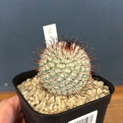 マミラリア　ペレスデラロサエ【986】