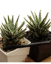 抜き苗 エリナケア Aloe erinacea