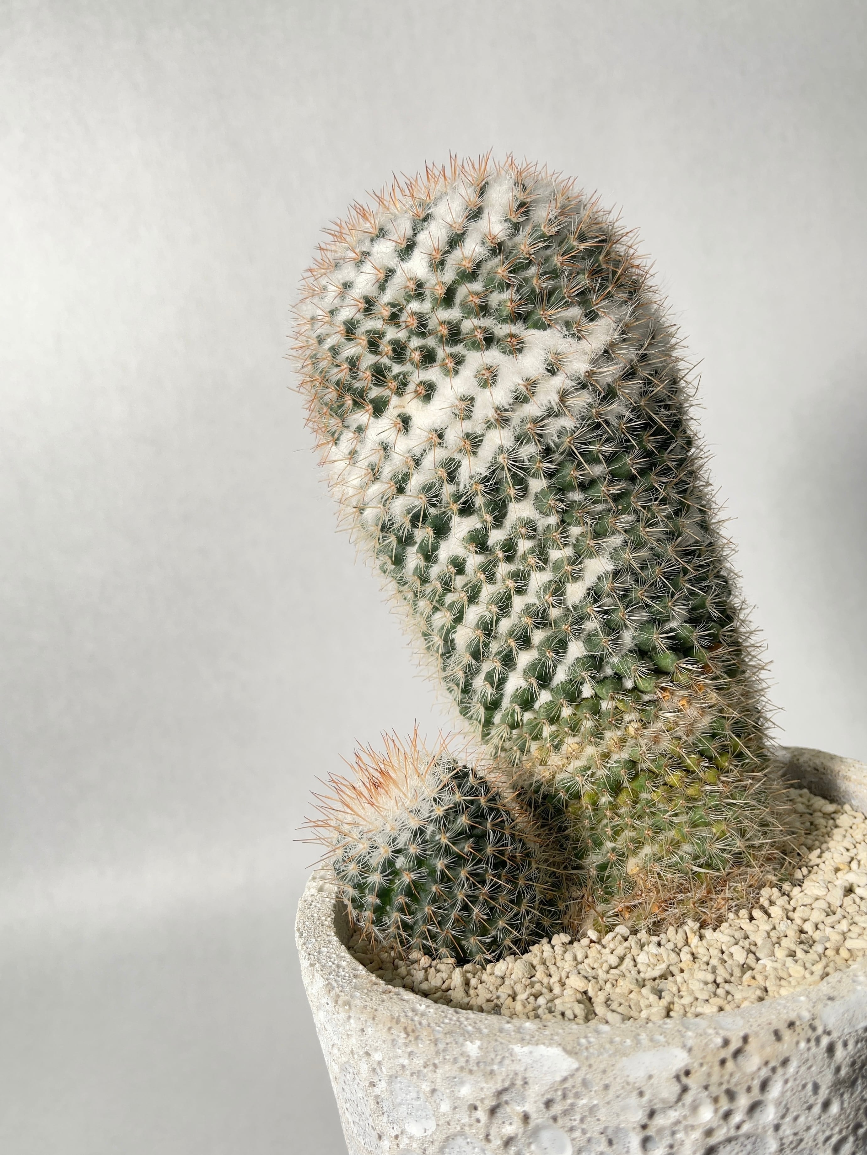 マミラリア・敷島 | trigger