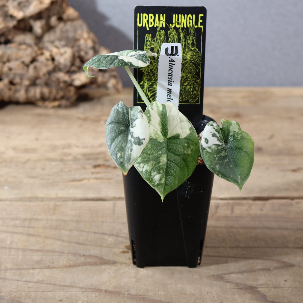 824『urban jungle アロカシア メロ アルボ バリエガータ』観葉植物