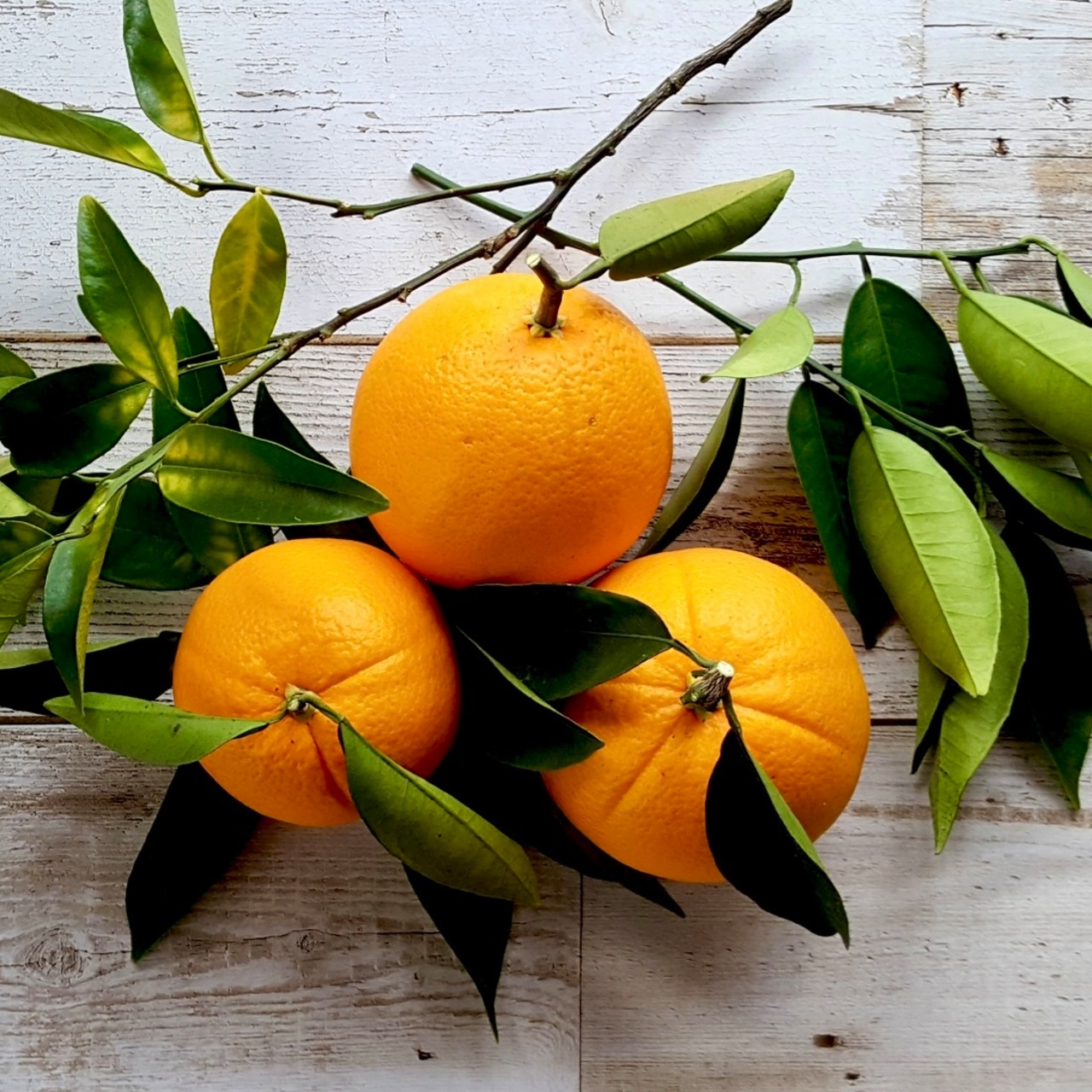 京都フレグランス　ネーブル FCF・エッセンシャルオイル