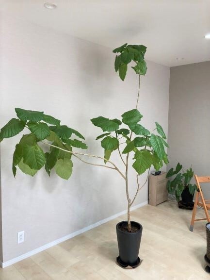 鉢植え 観葉植物の植替え 10号～14号鉢までの 地域限定サービス | 趣味