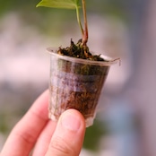 Anthurium Carlablackiae / アンスリウム カーラブラッキー⑭│観葉植物