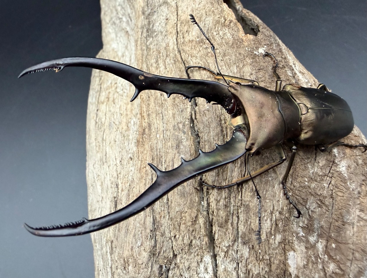 【WD】《メタリフェルホソアカ亜種フィナエ 92.5mm ペア》