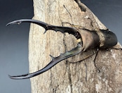 【WD】《メタリフェルホソアカ亜種フィナエ 92.5mm ペア》