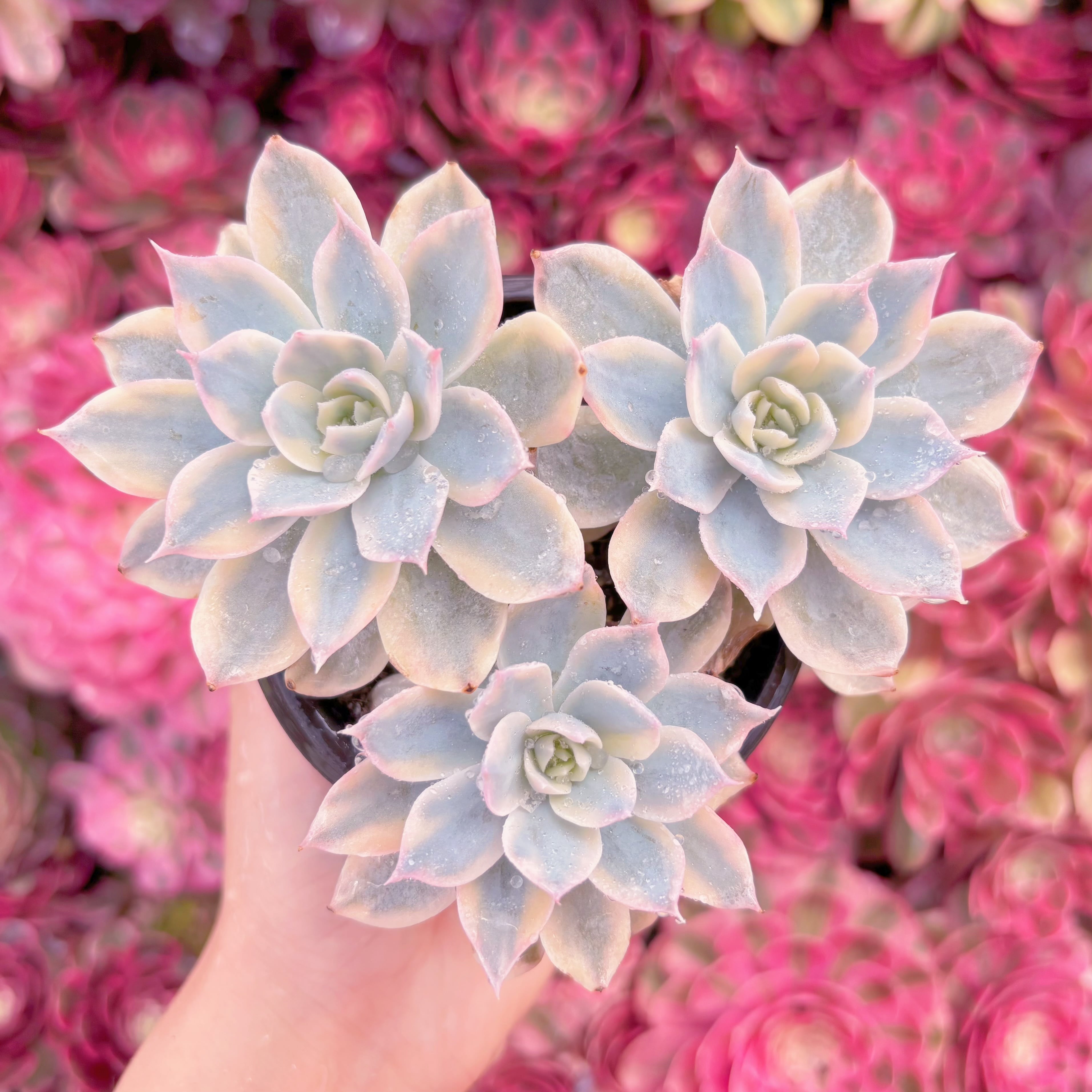 現品　サブセリス錦#M016　るる農園