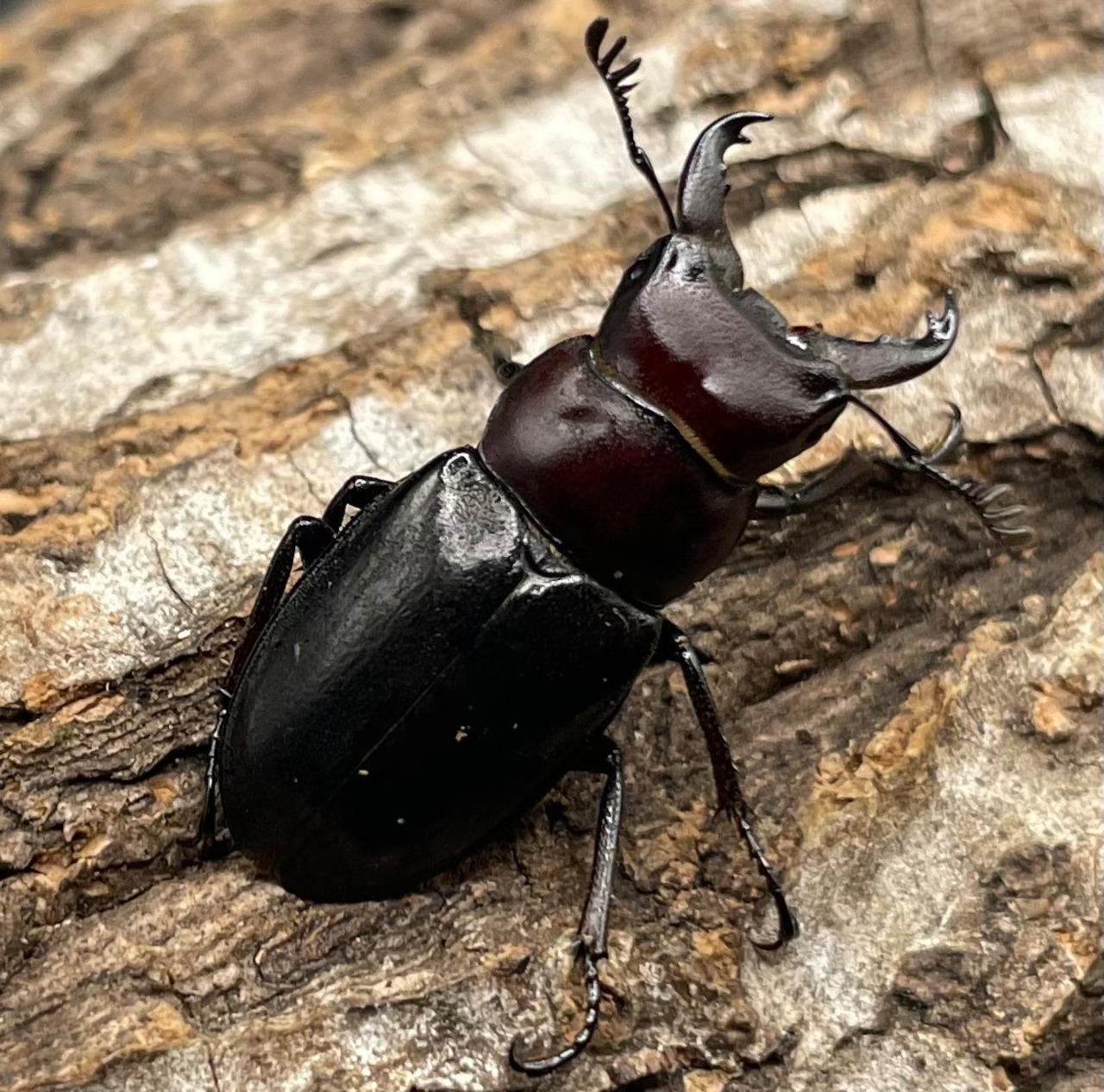 《ミクラミヤマ 神津島産 Free ペア》