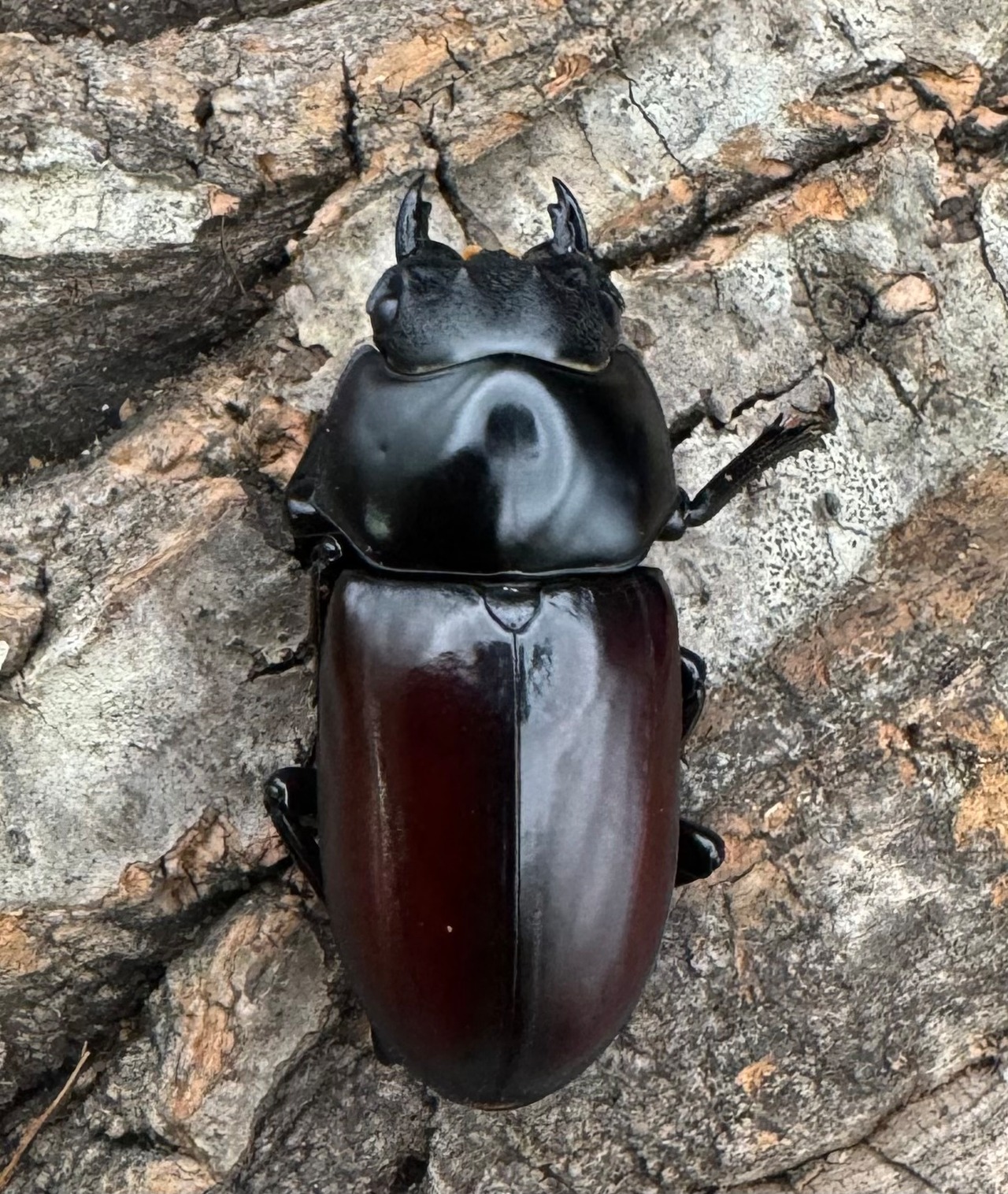 《アローコクワ亜種リエン 72mm ♂♀♀トリオ》