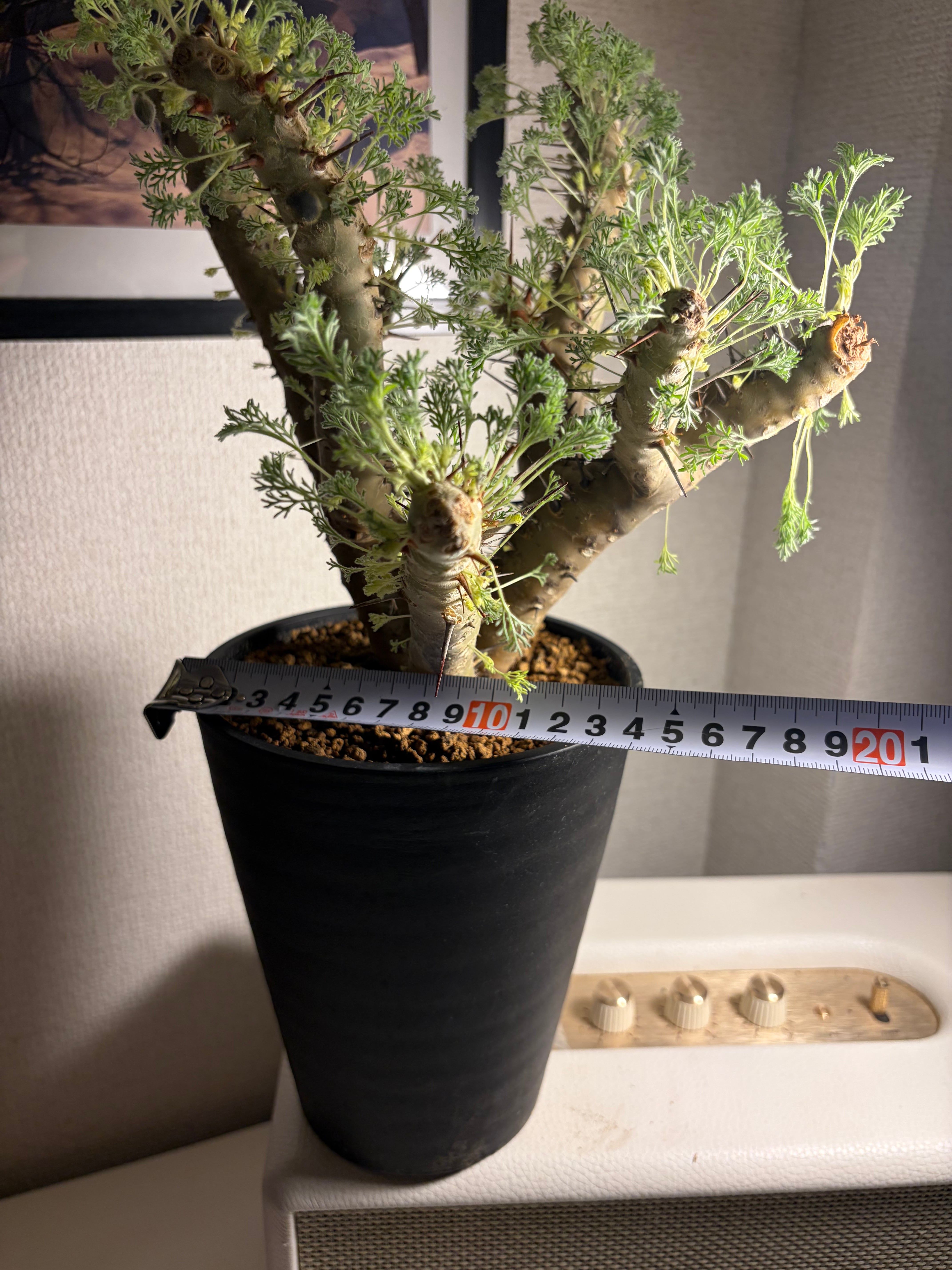 モンソニア クラシカウレ 塊根植物 コミフォラ ケラリア フォークイ